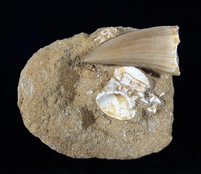 Mosasaurus beaugei ARAMBOURG 1952 & Wirbel non det. - Bild © FossNet FossilienStore
